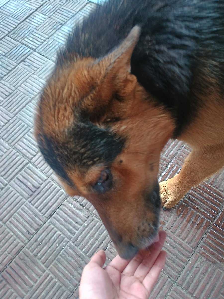 Foto de Lomito