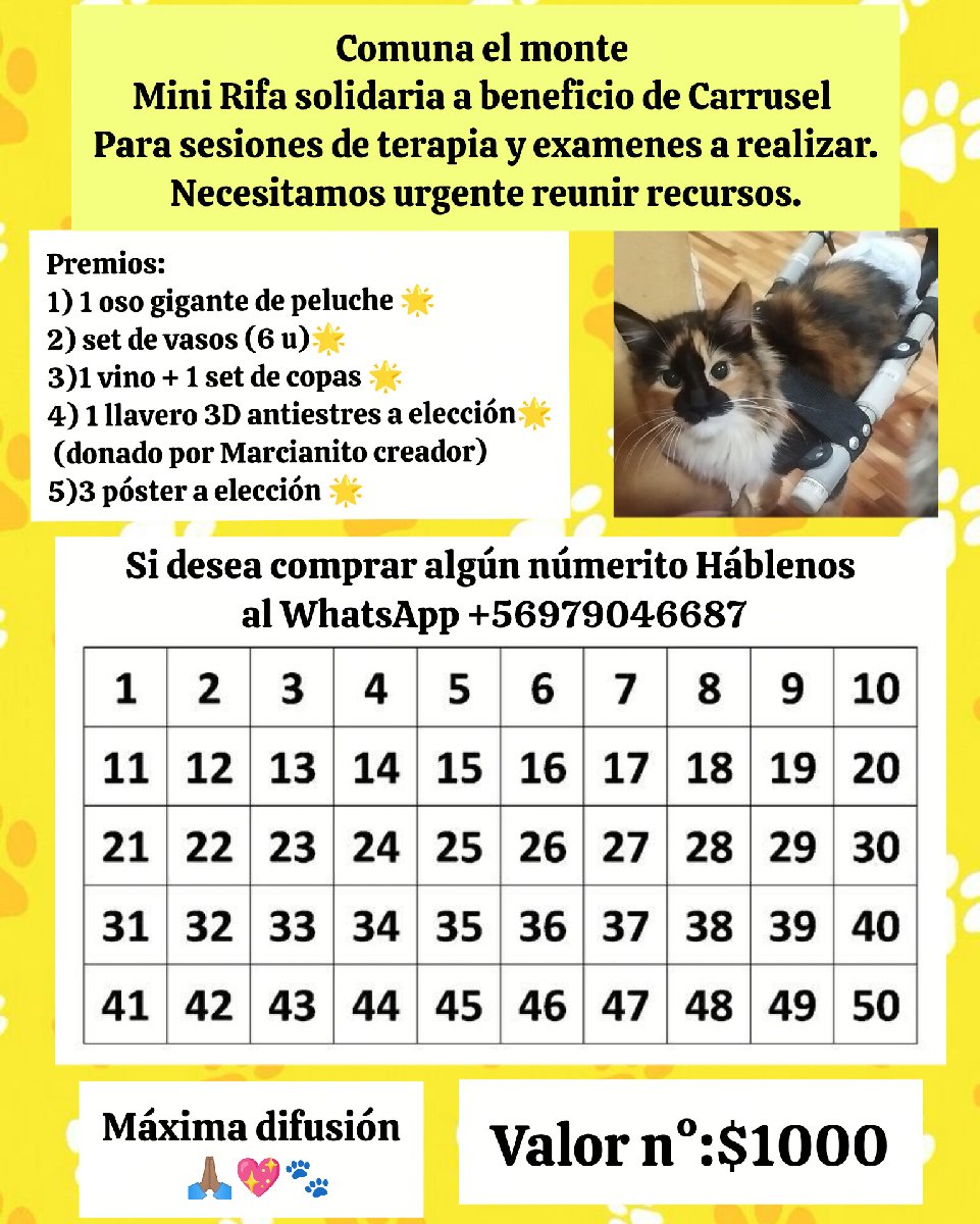 Foto de Carrusel es una gatita que debe hacerse terapias para tener la posibilidad de volver a caminar porfavor ayúdanos difundiendo 💗 necesitamos reunir recursos aparte de la terapia debe hacerce resonancia magnética y radiografía y más exámenes