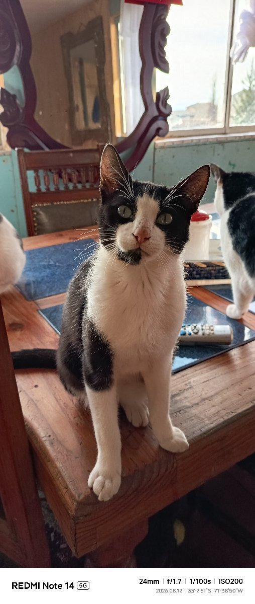 Foto de Gatito