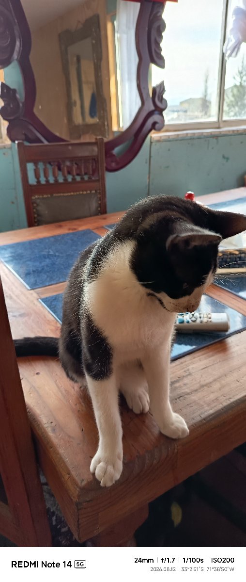 Foto de Gatito