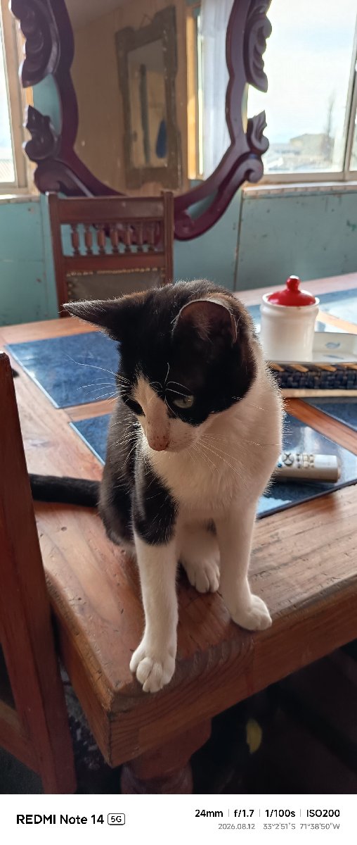 Foto de Gatito