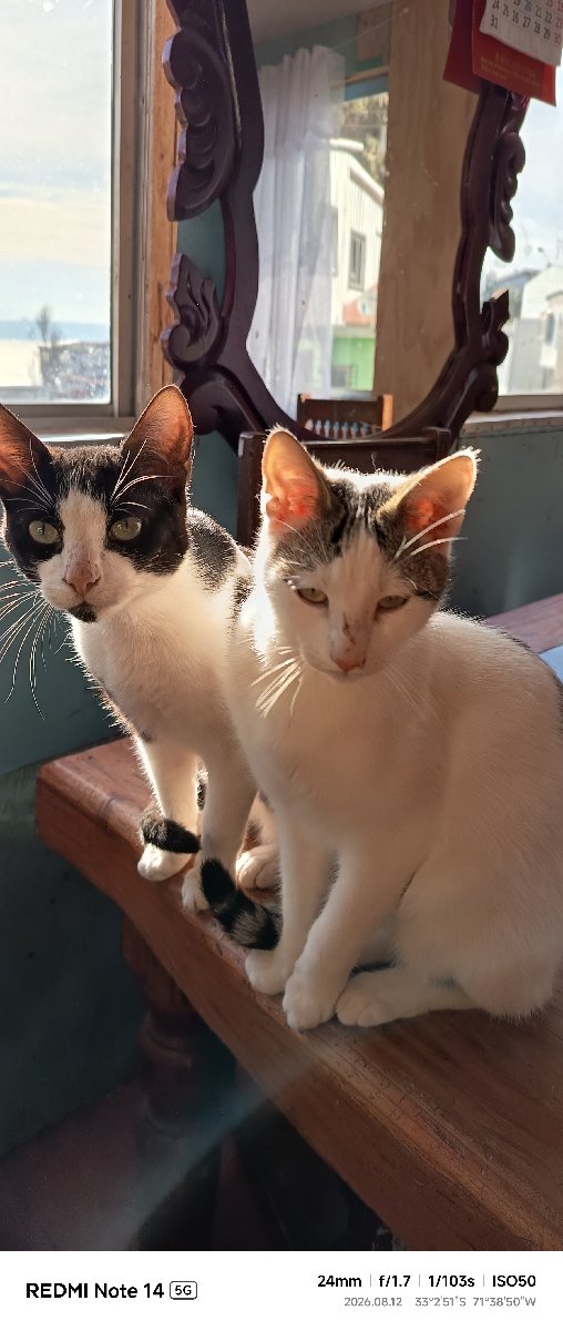 Foto de Gatito