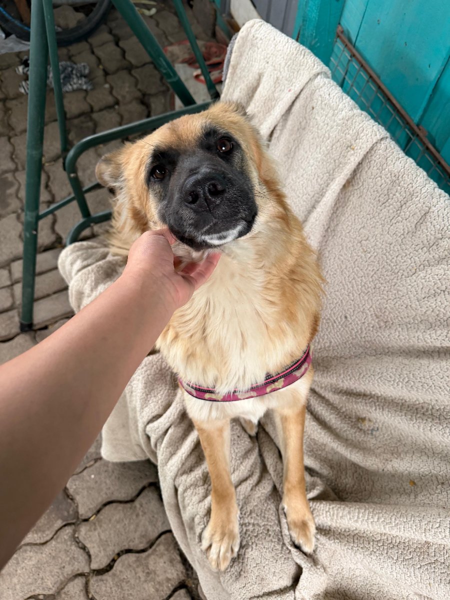 Foto de Micaela, perro en adopción