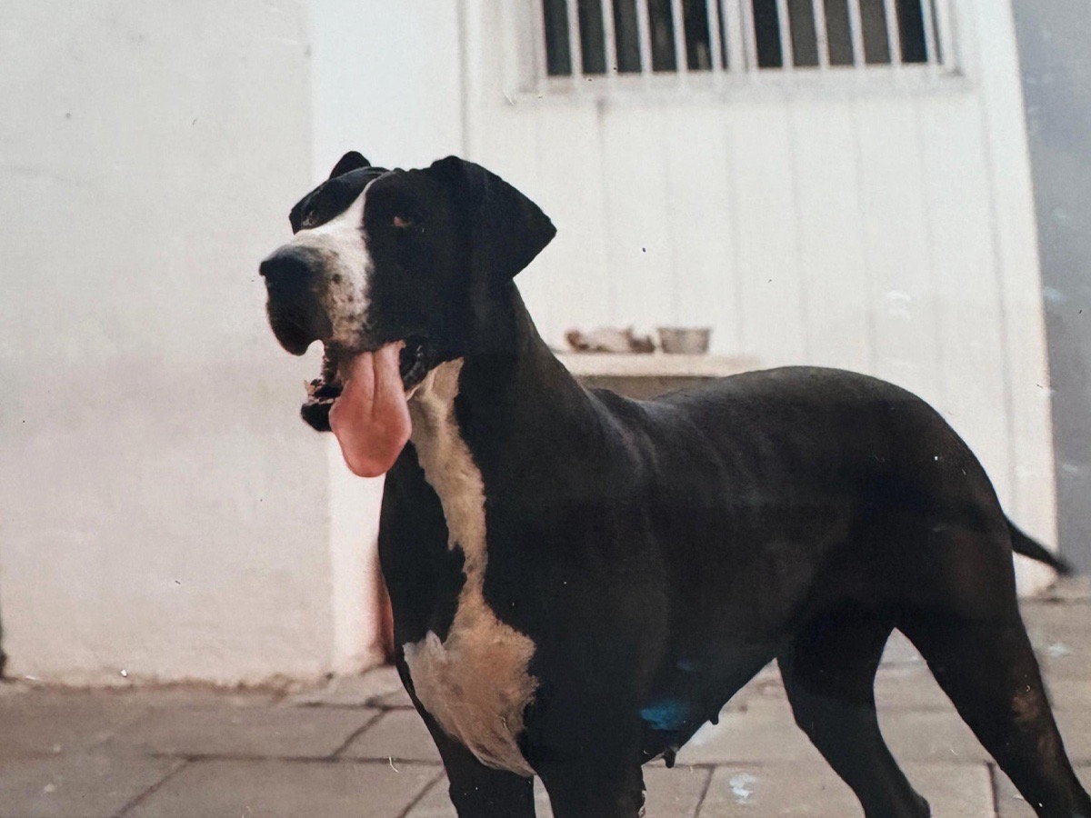 Foto de Perrito
