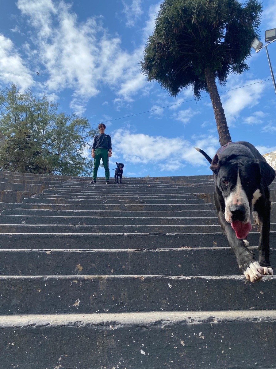 Foto de Perrito