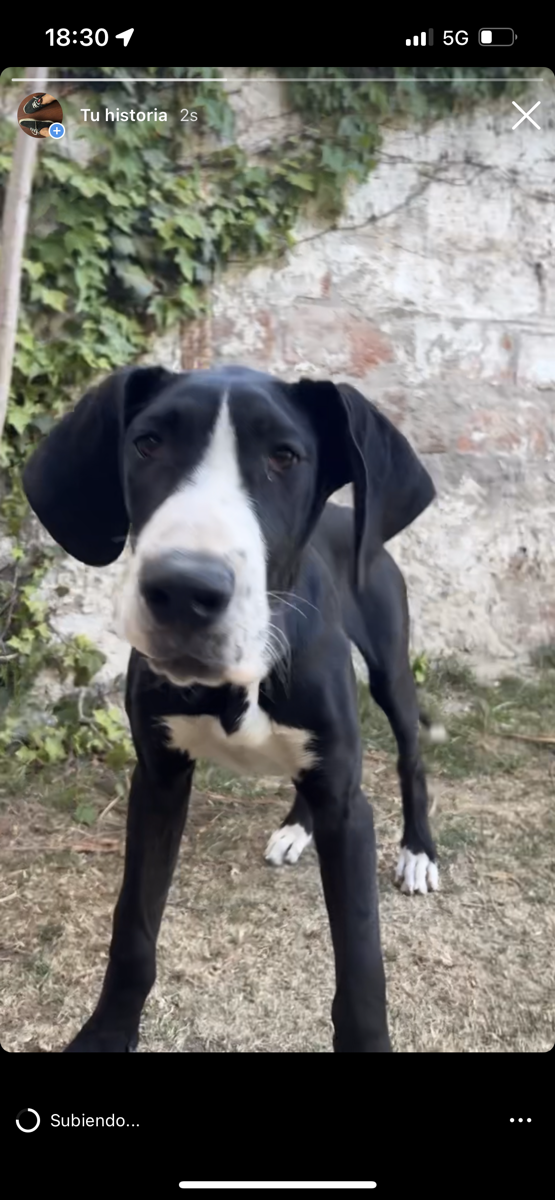 Foto de Perrito