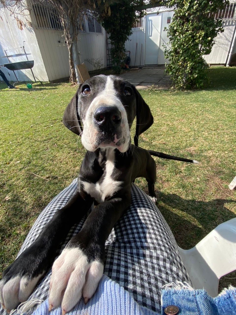 Foto de Perrito