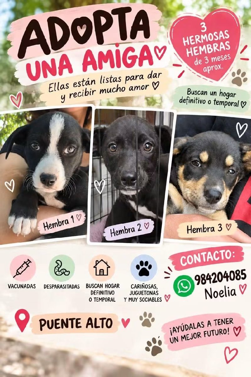 Foto de Perrito, perro en adopción