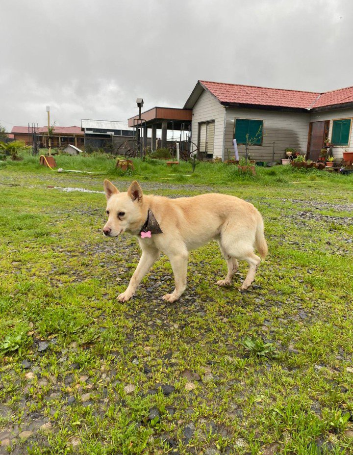 Foto de Perrito