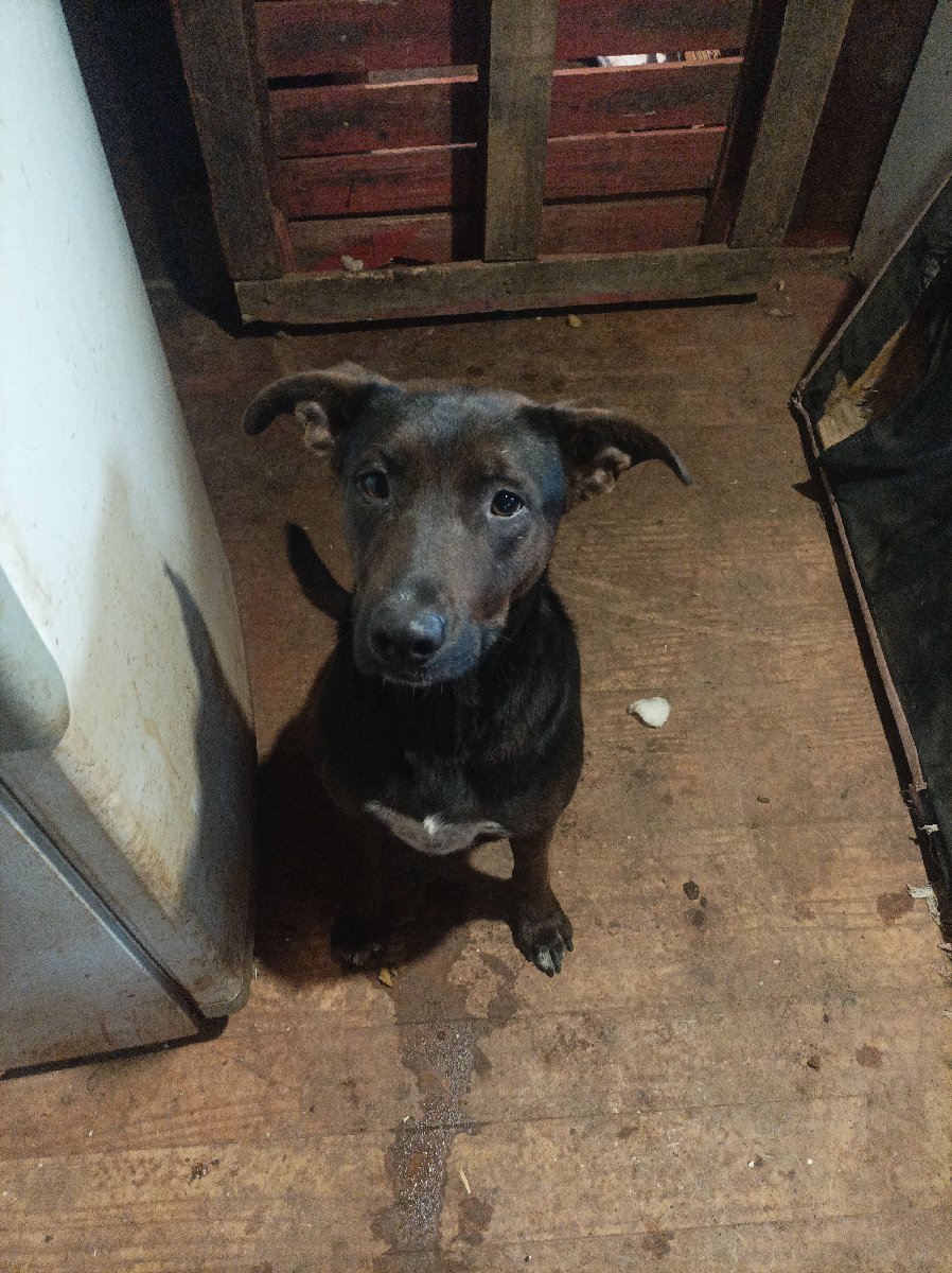 Foto de lolita, perro en adopción en Talcahuano