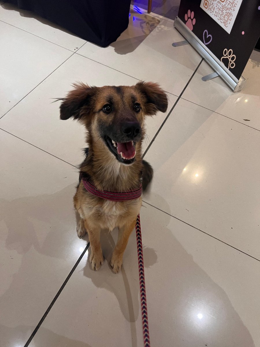 Foto de trufa, perro en adopción en Santiago