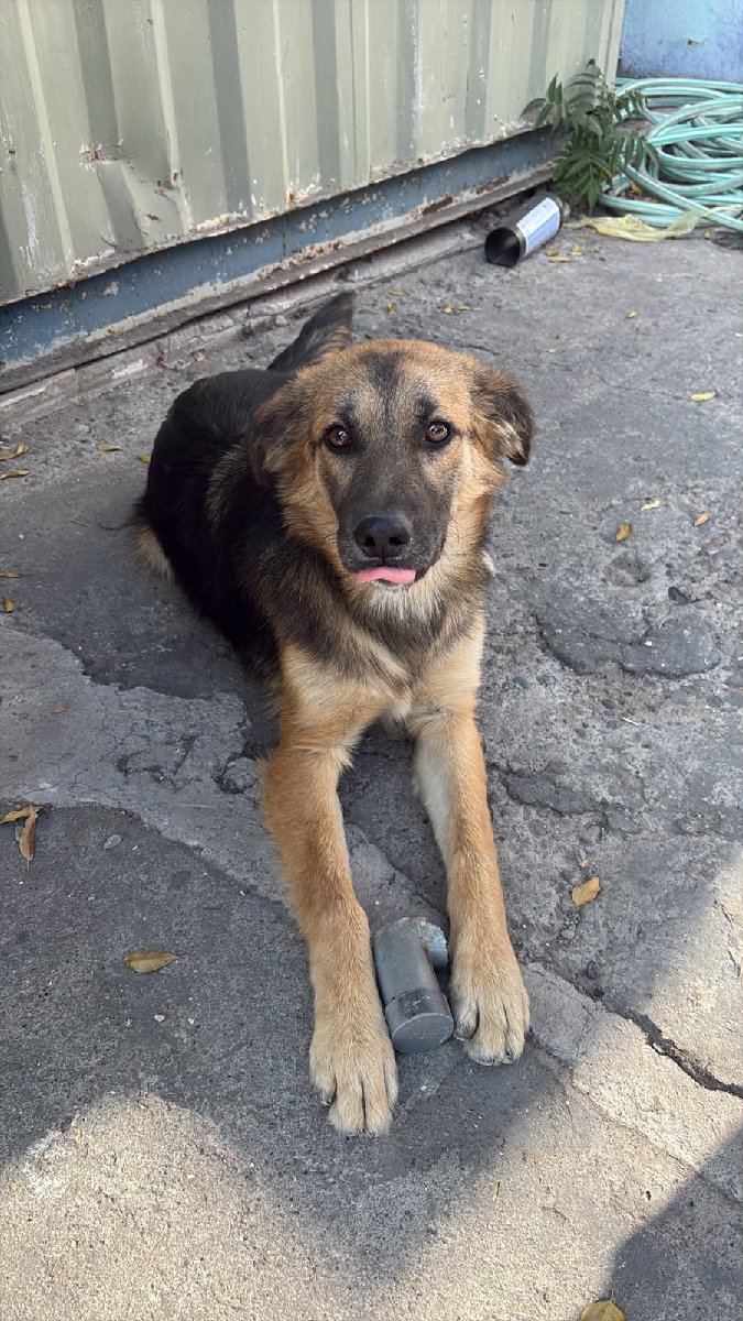 Foto de trufa