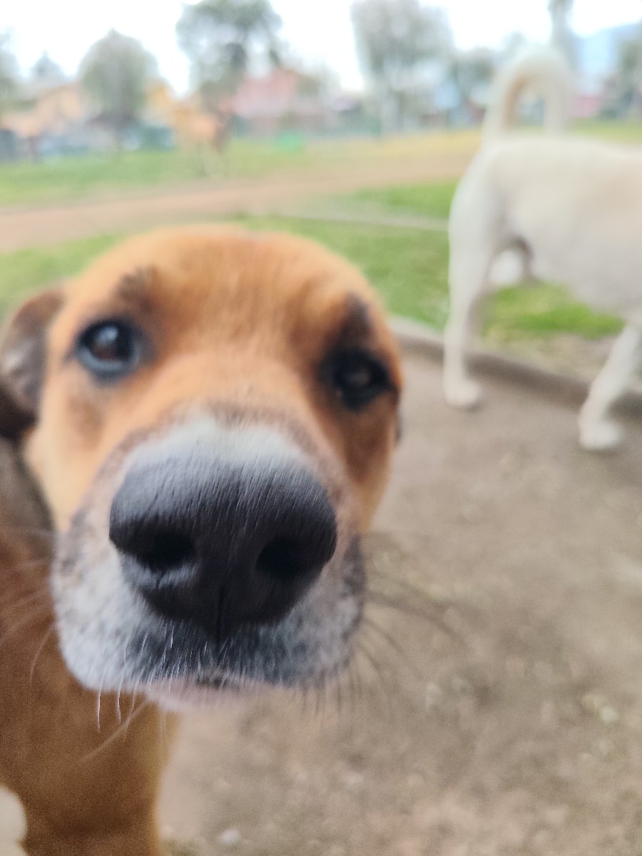 Foto de Dulce, perro en adopción en La Pintana