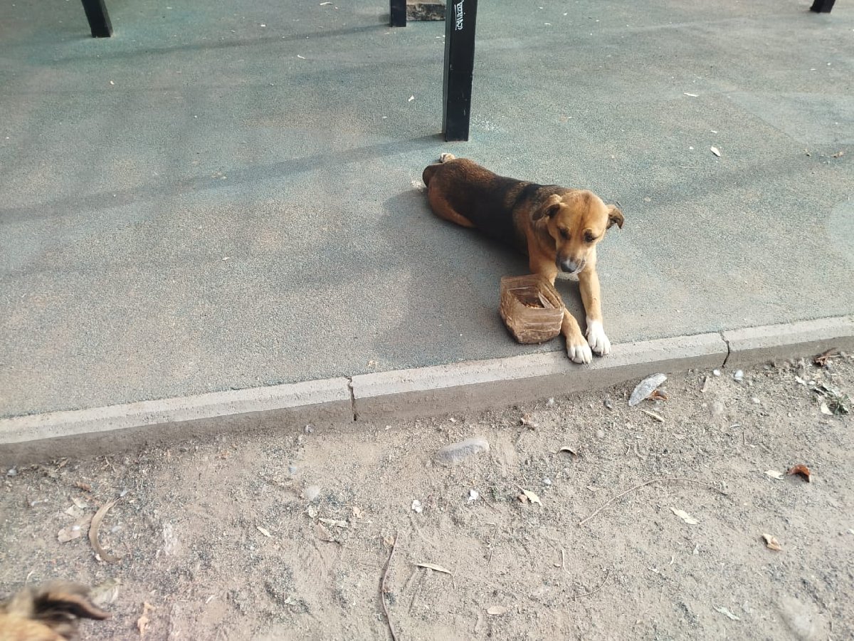 Foto de Dulce
