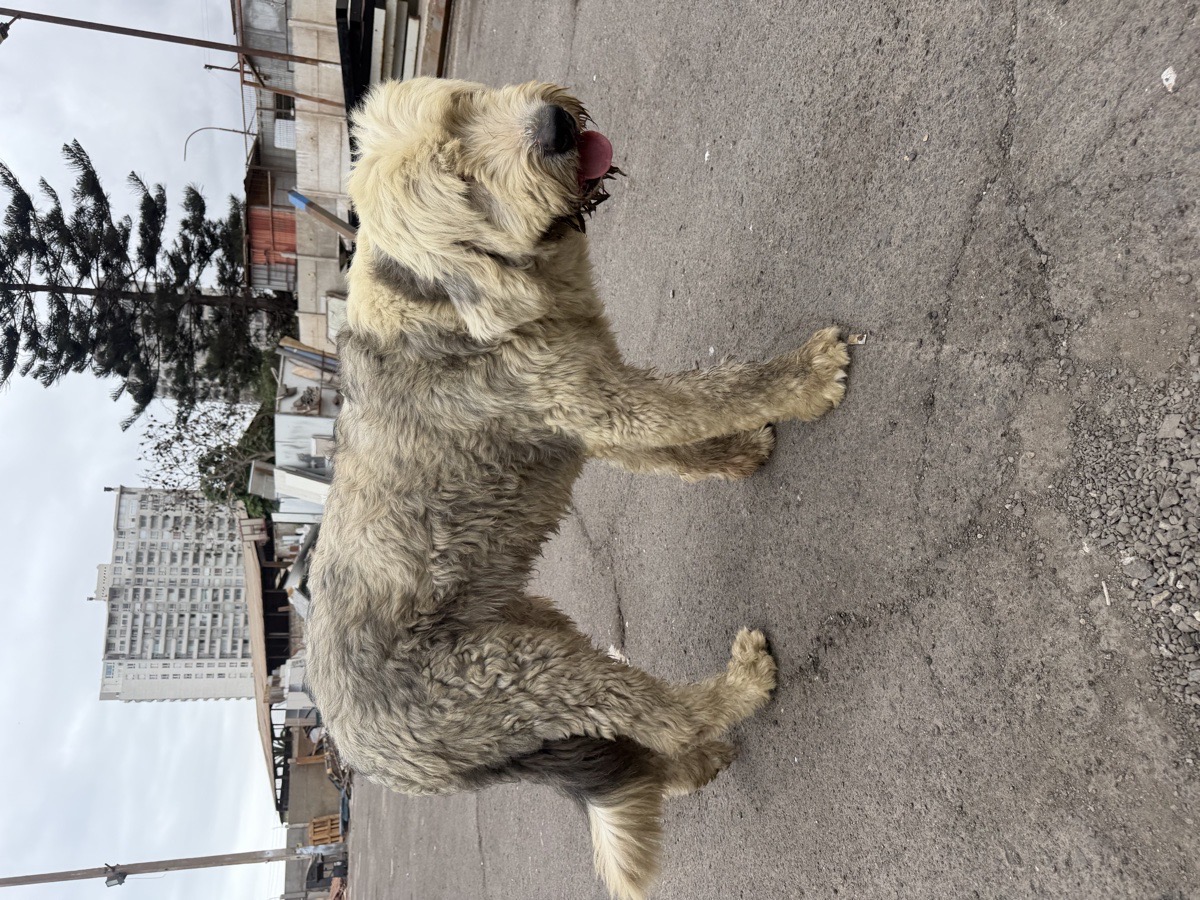 Foto de Wally, perro en adopción en Antofagasta