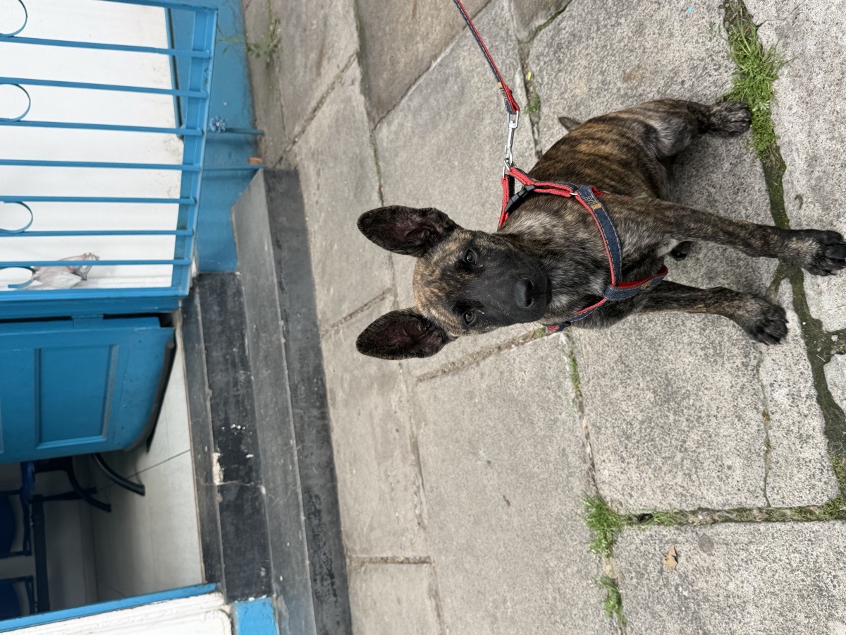 Foto de Holly, perro en adopción en Santiago