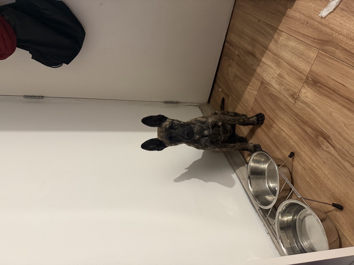Foto de Holly