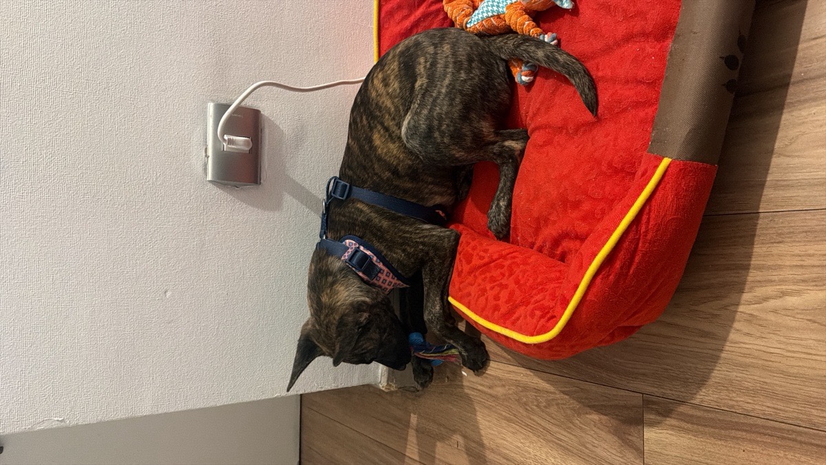 Foto de Holly