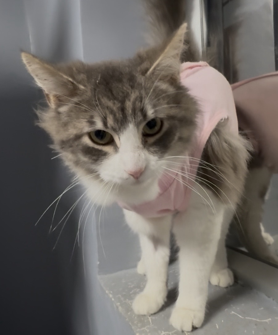 Foto de Gatito, gato en adopción en Requínoa