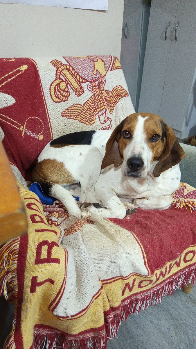 Foto de Perrito