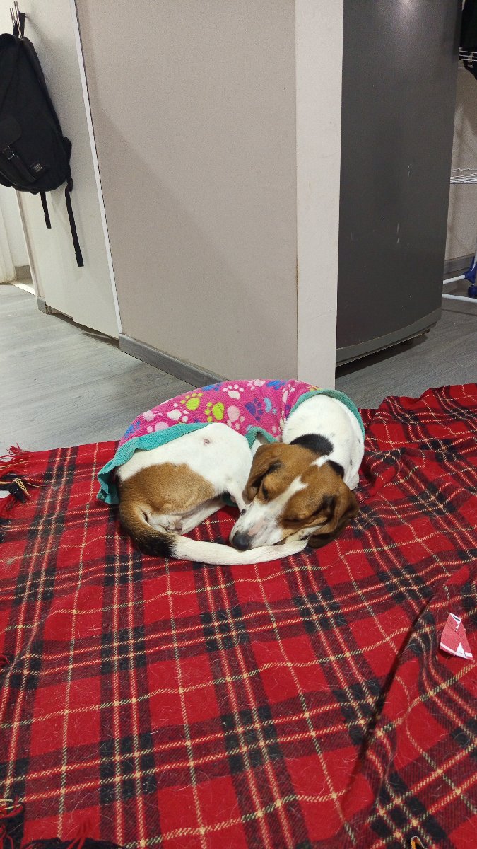 Foto de Perrito
