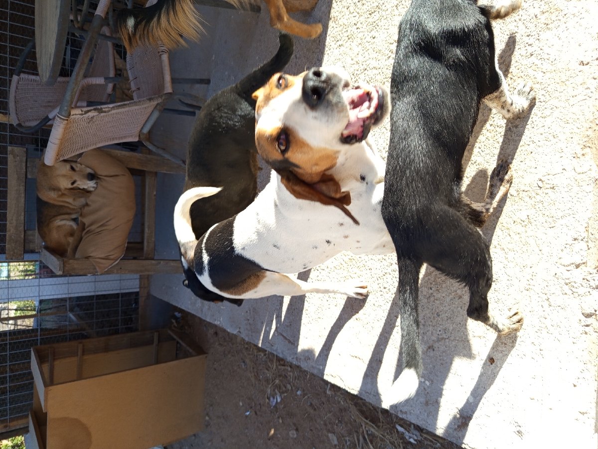 Foto de Perrito