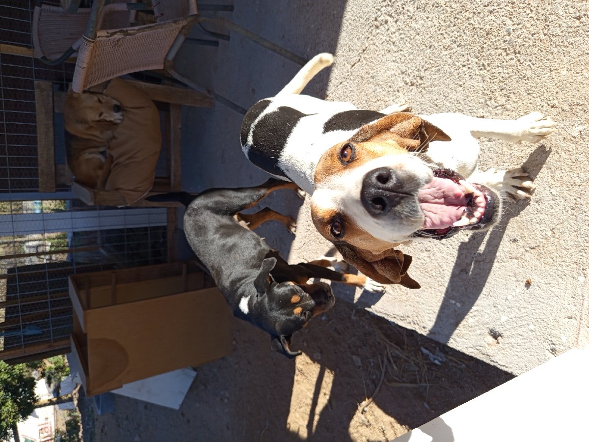 Foto de Perrito