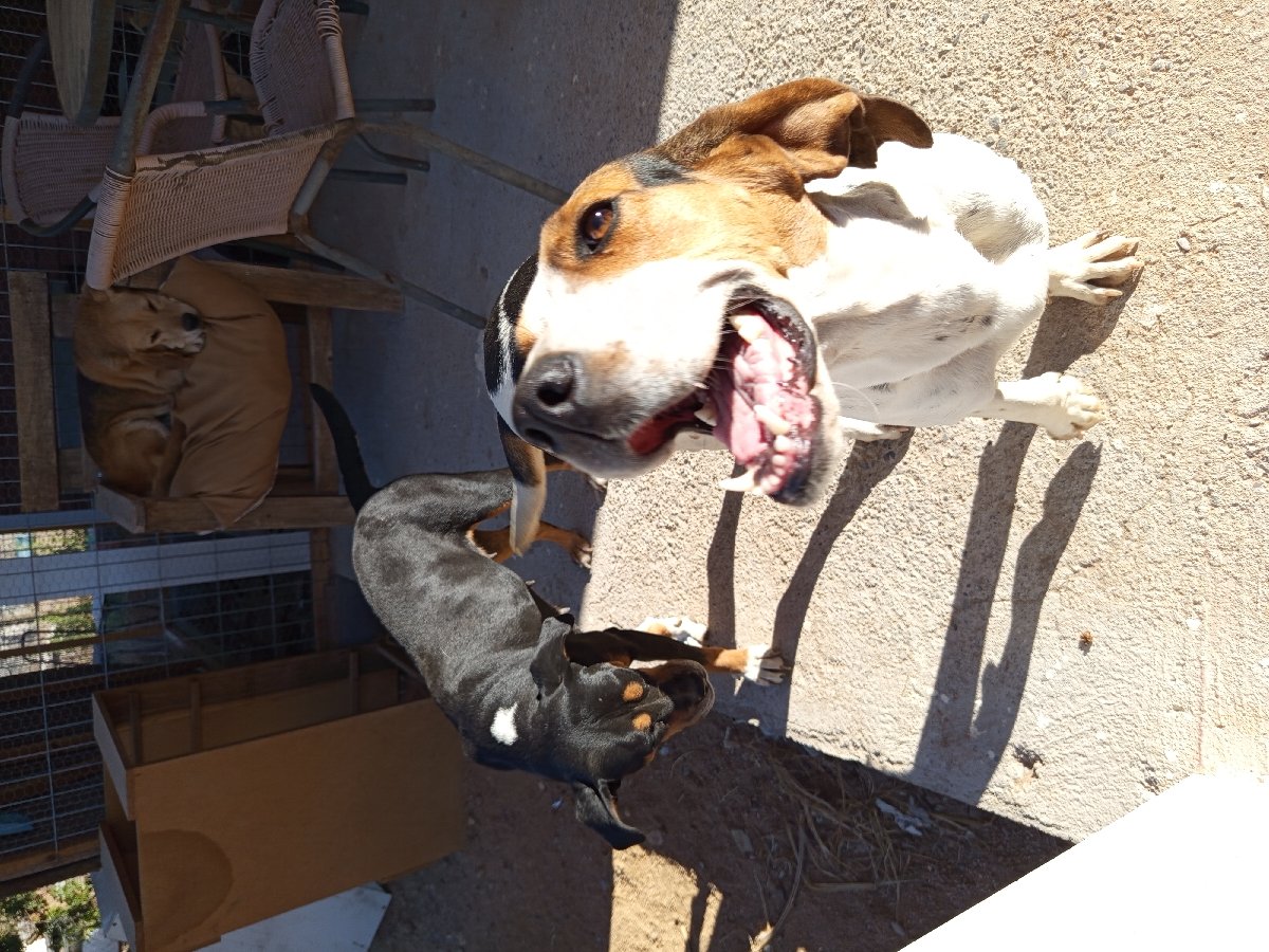 Foto de Perrito
