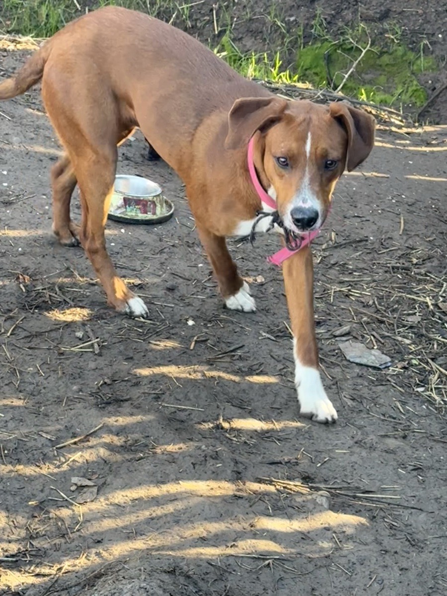 Foto de Canelo, perro en adopción en San Felipe
