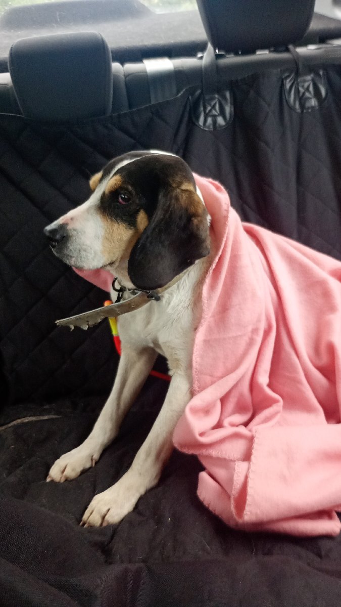 Foto de Perrito, perro en adopción en San Rafael