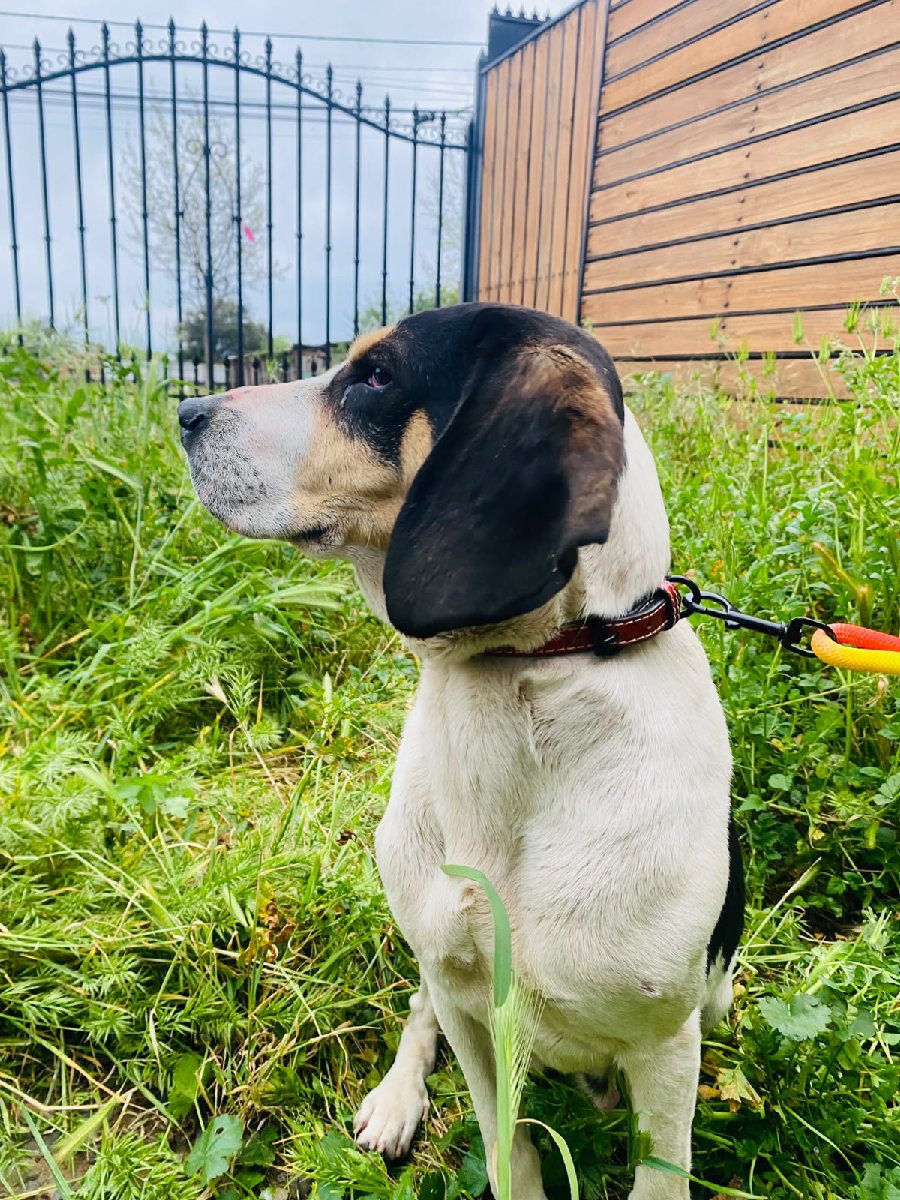 Foto de Perrito