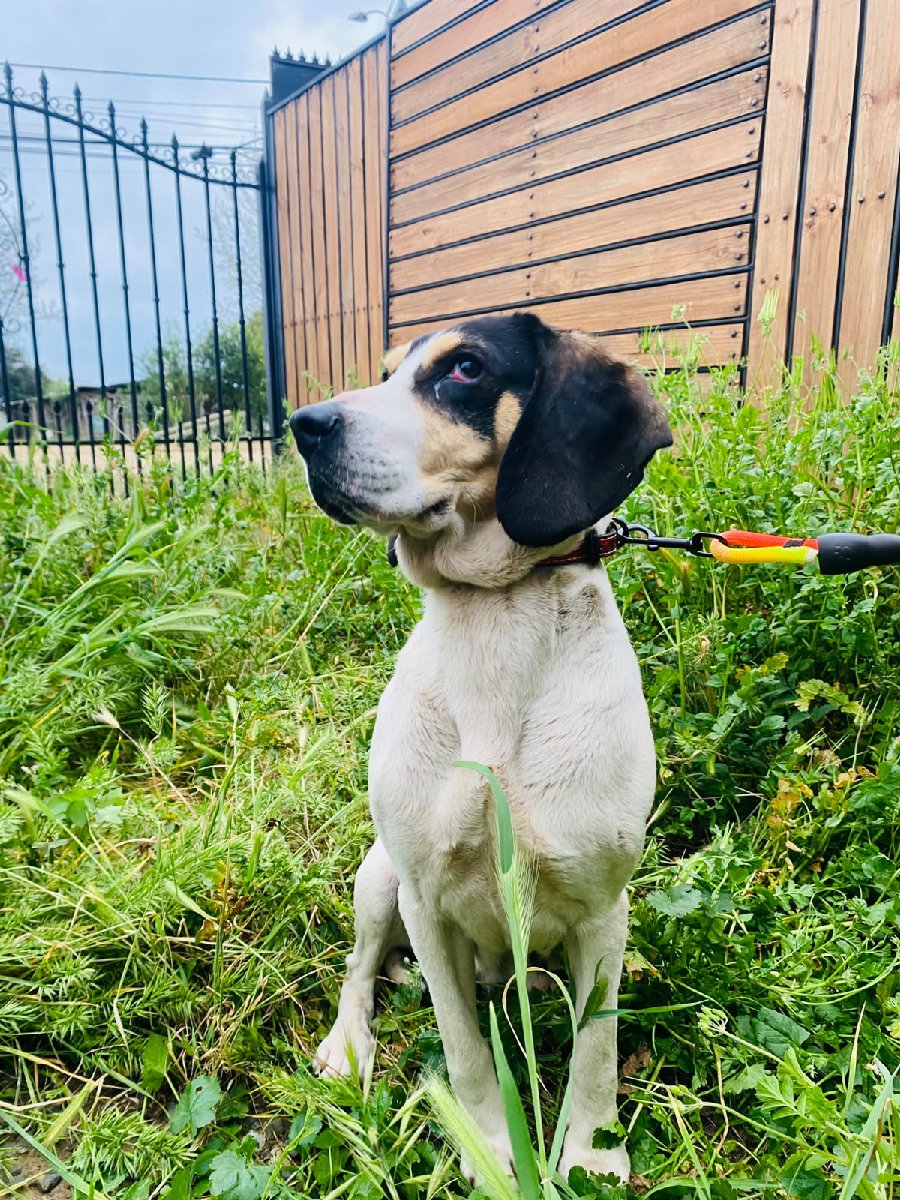 Foto de Perrito