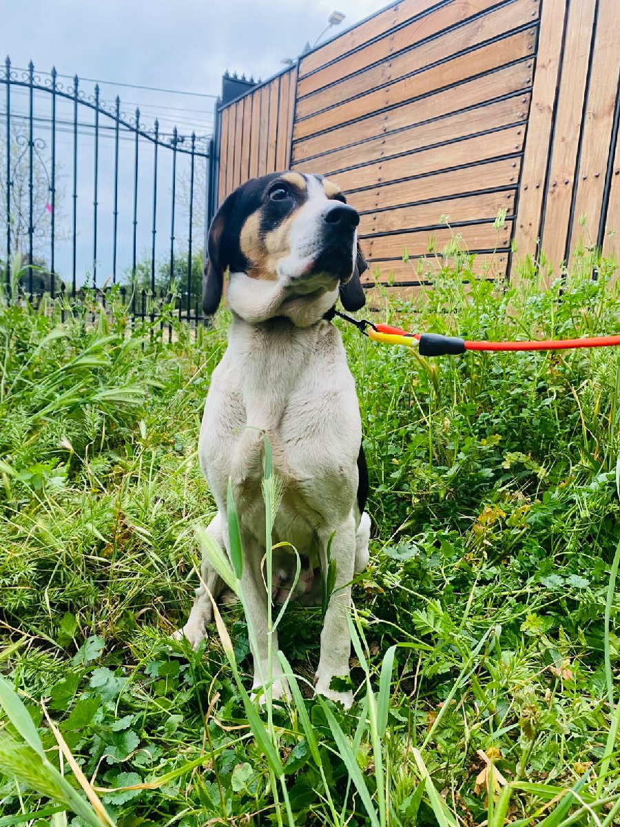 Foto de Perrito