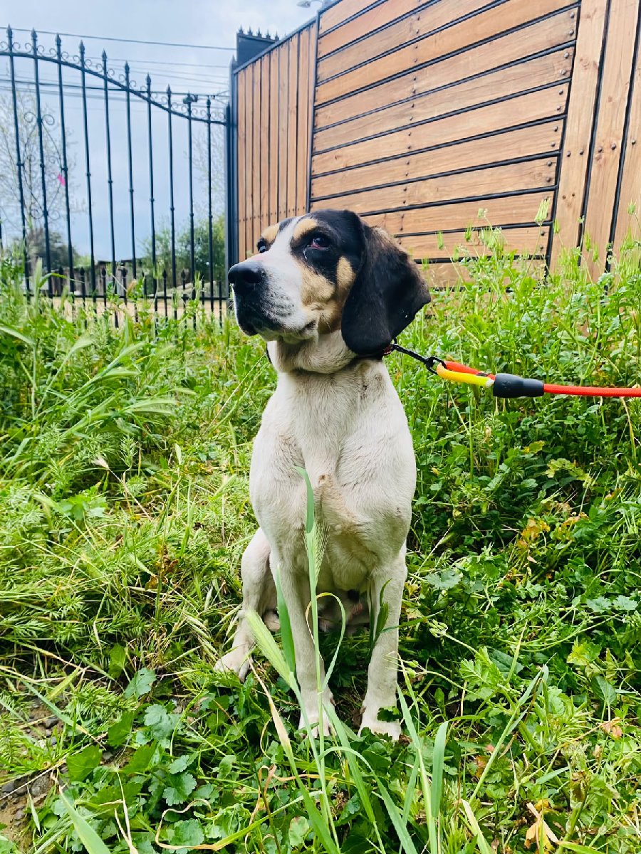 Foto de Perrito
