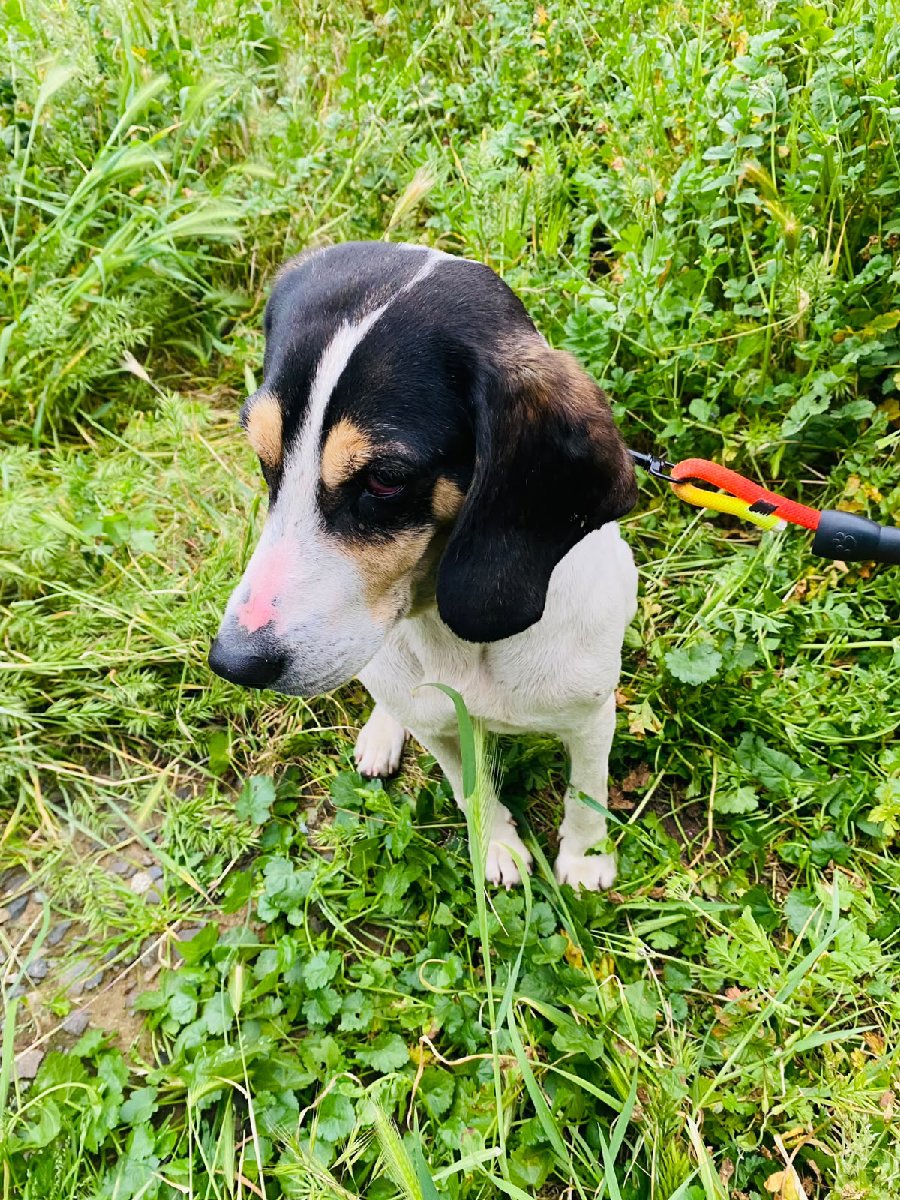 Foto de Perrito