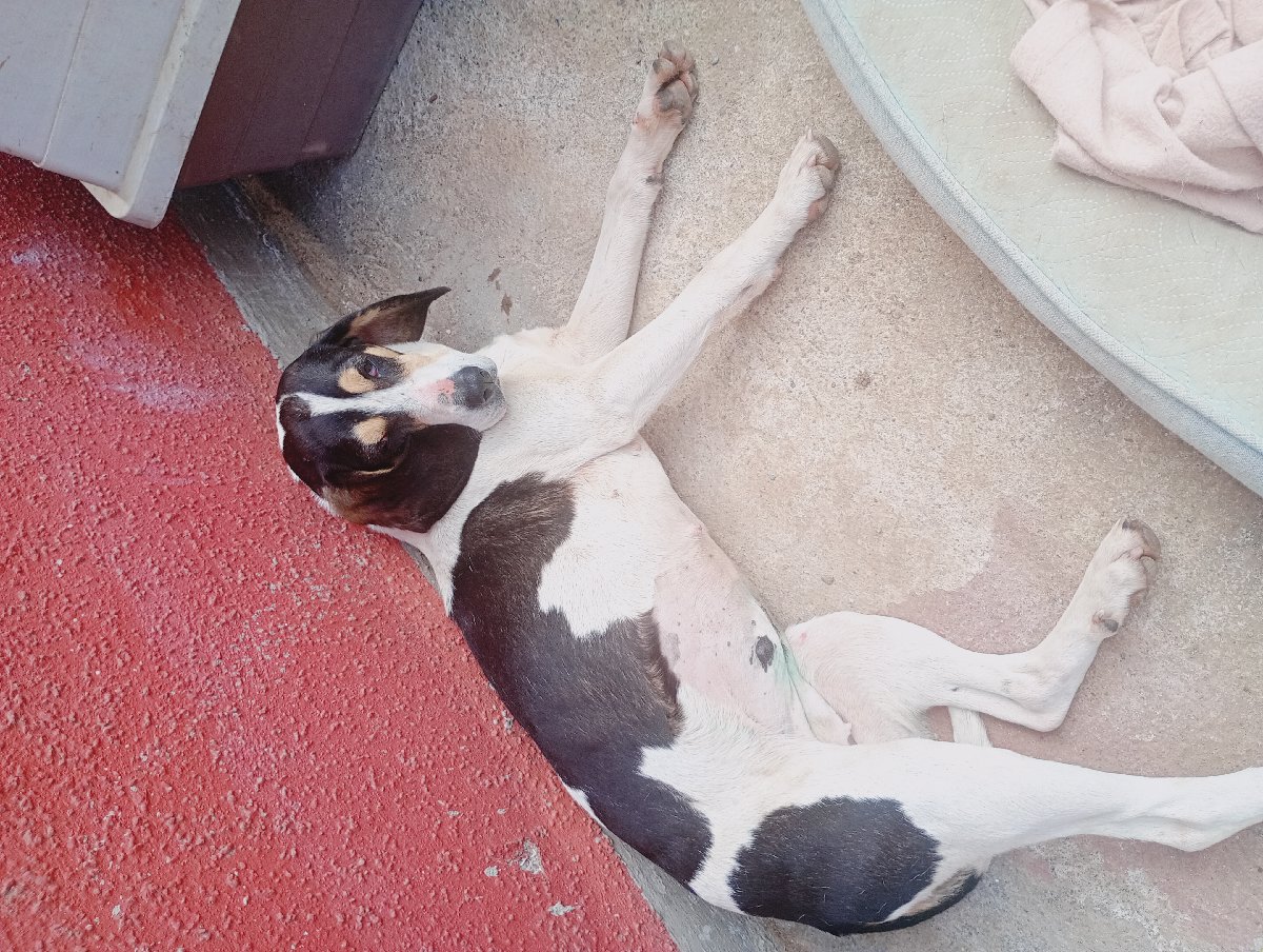 Foto de Perrito
