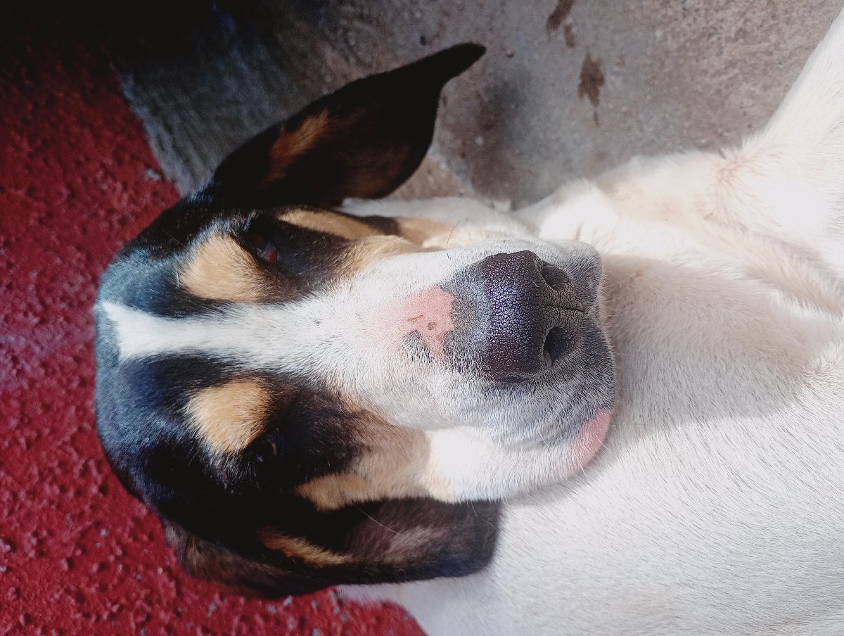 Foto de Perrito