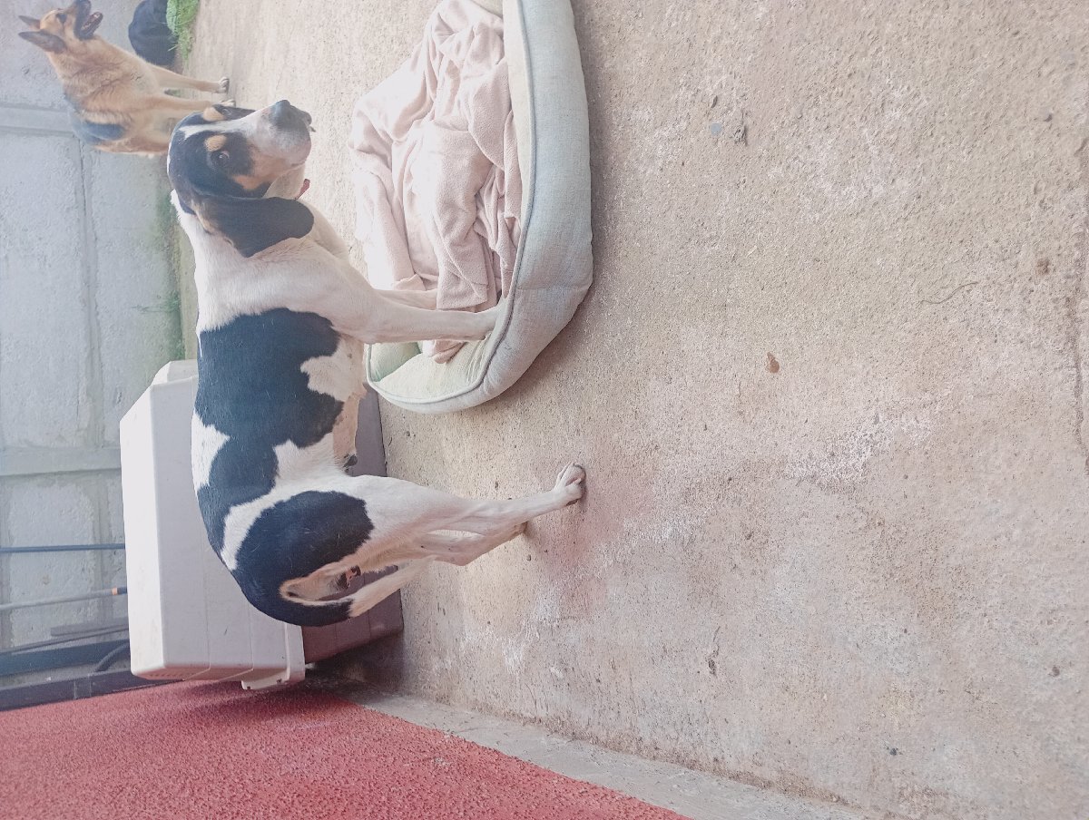 Foto de Perrito