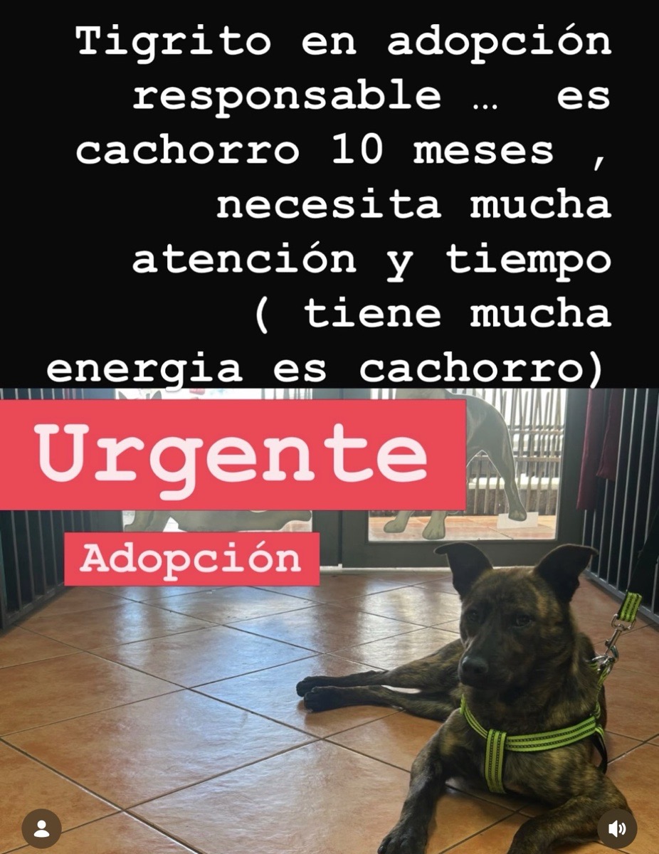 Foto de tigrito, perro en adopción en Talcahuano