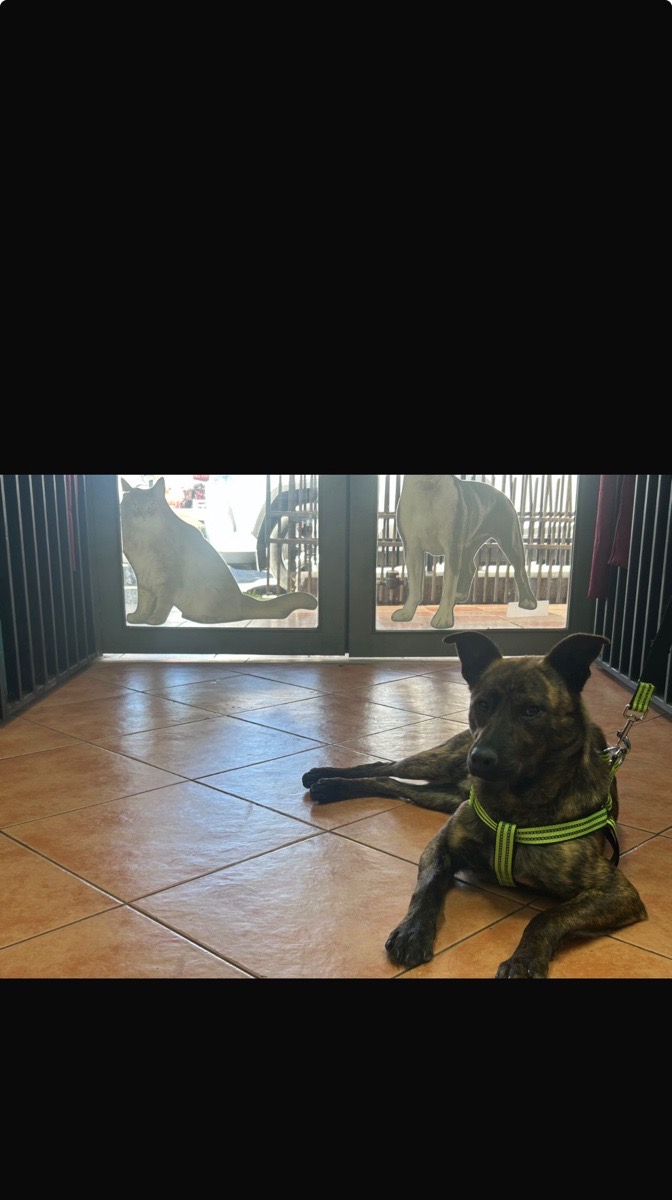 Foto de tigrito