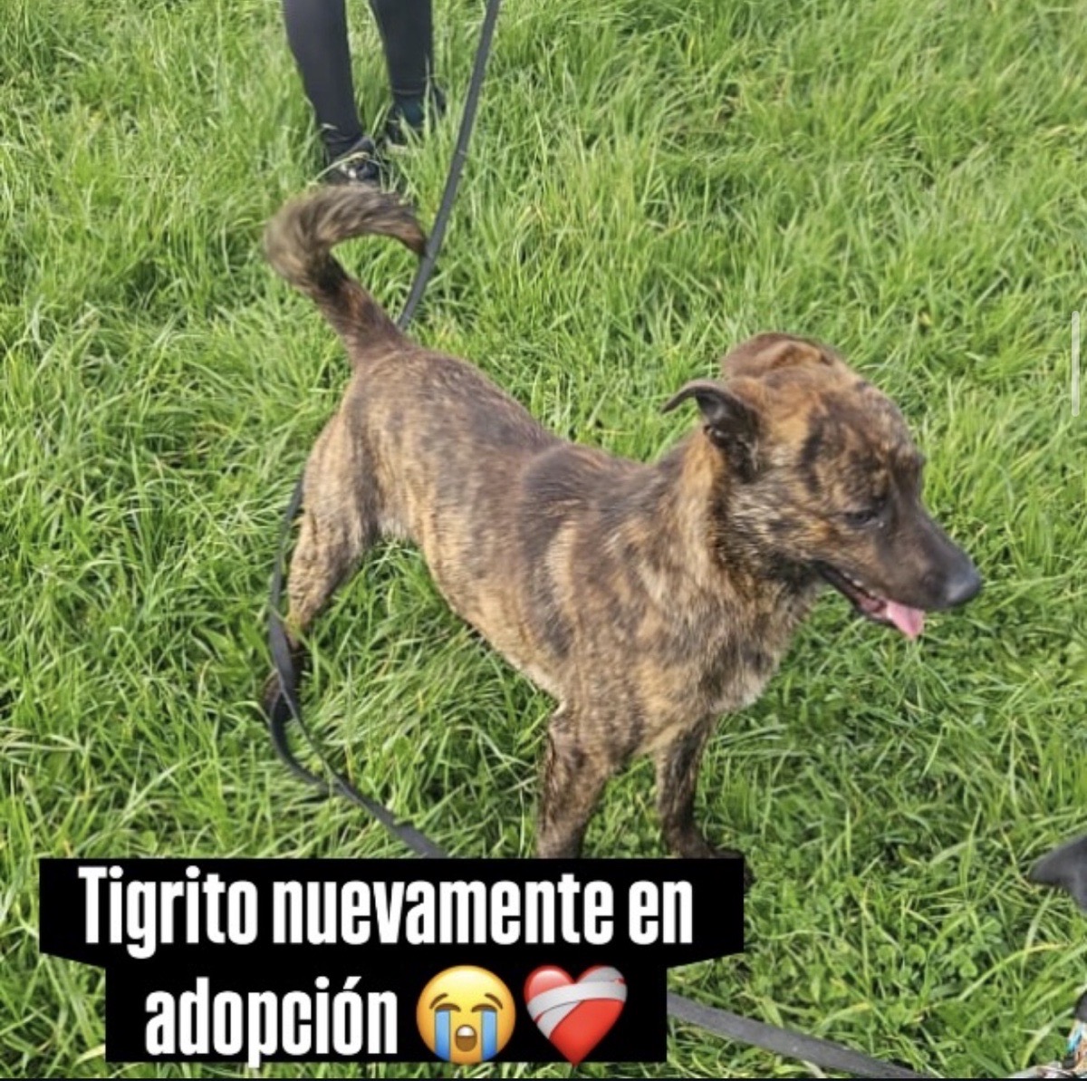 Foto de tigrito