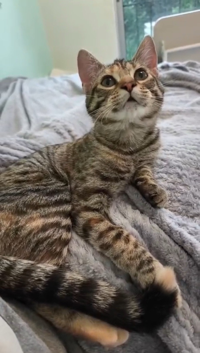 Foto de amaia, gato en adopción en Las Condes