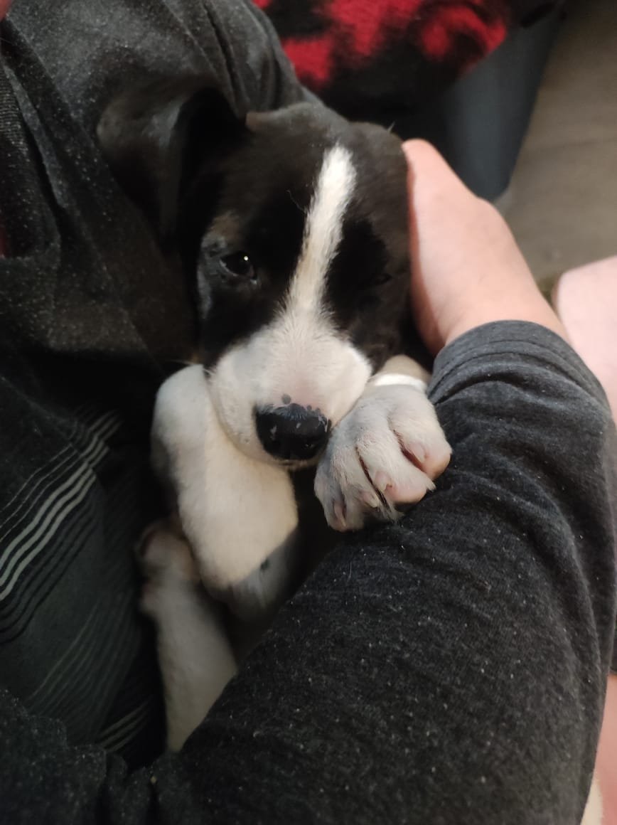 Foto de Perrito