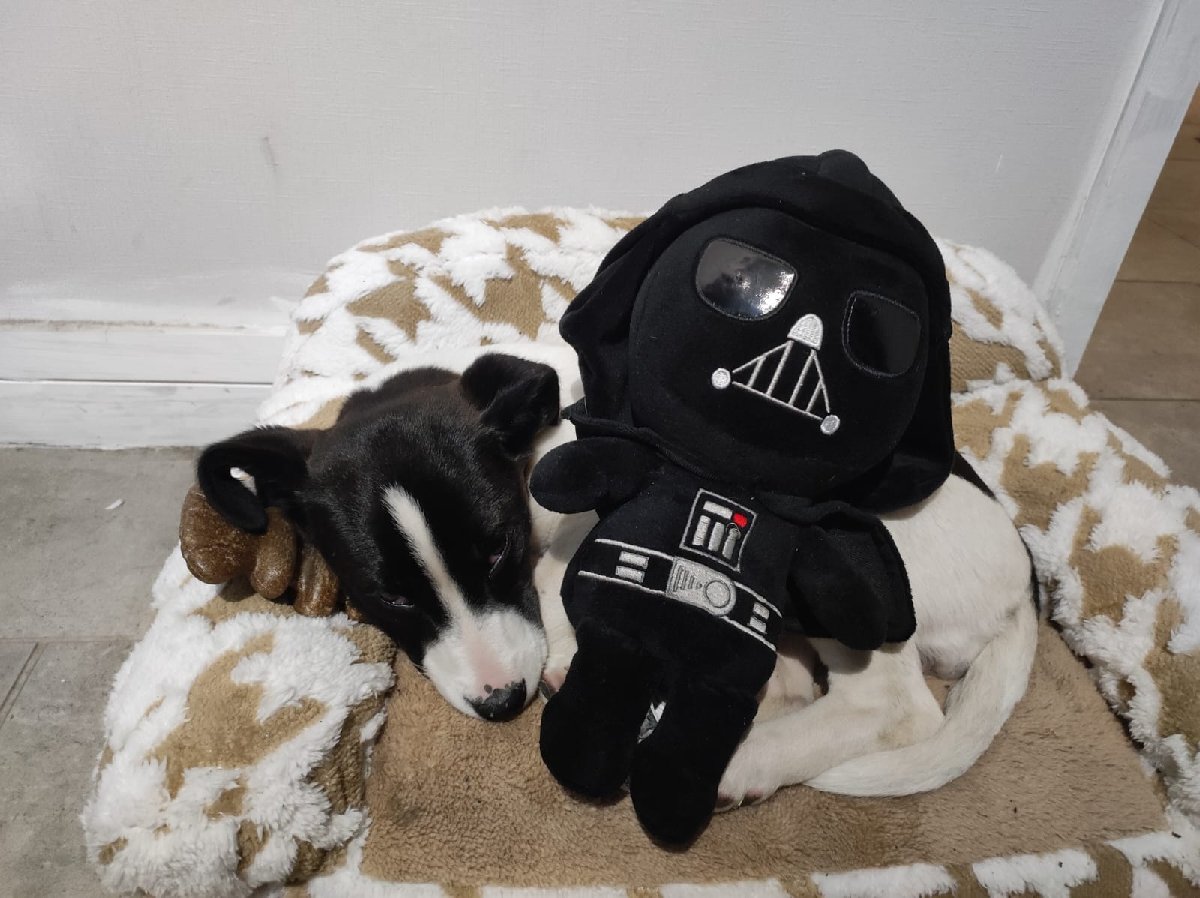 Foto de Perrito