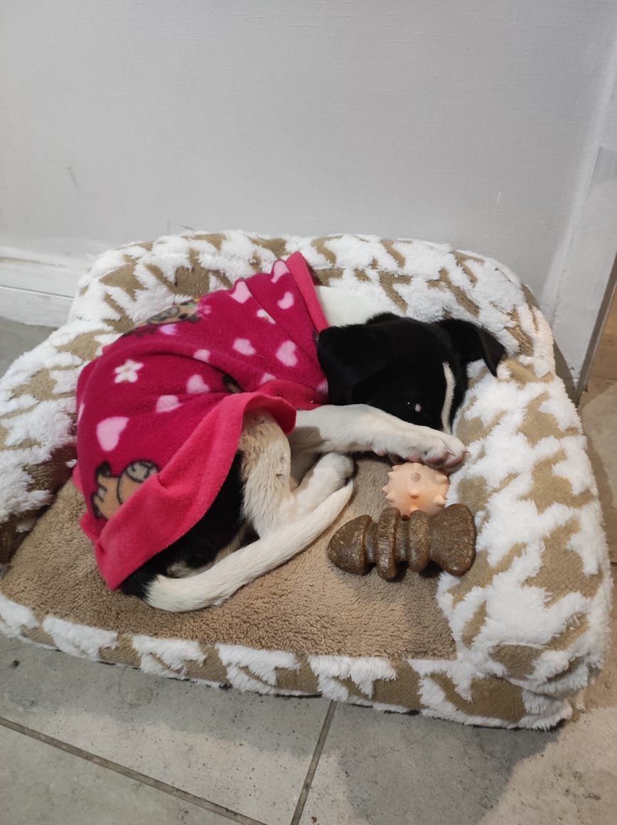 Foto de Perrito