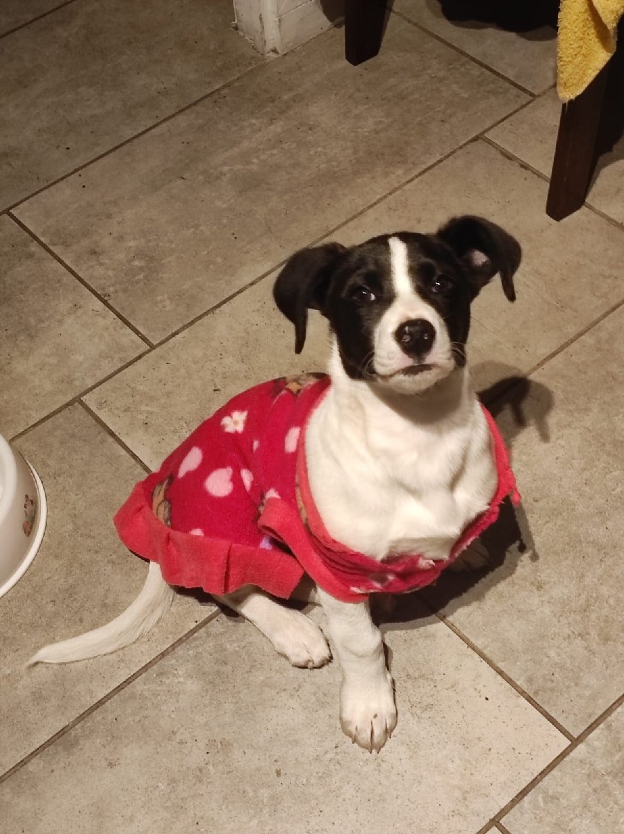 Foto de Perrito