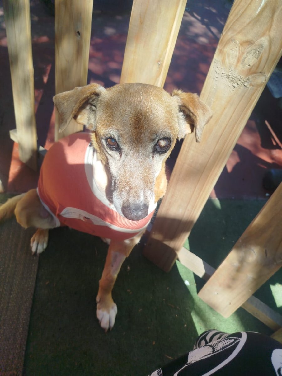 Foto de Rusia, perro en adopción en La Pintana