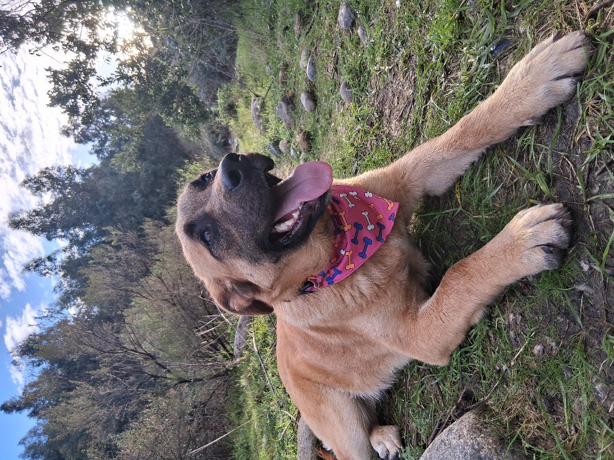 Foto de Luna, perro en adopción en San Clemente