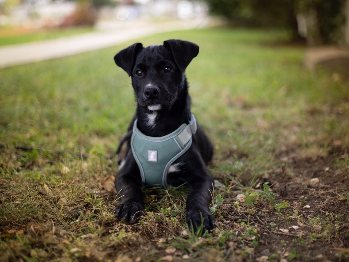 Foto de EDGAR, perro en adopción en Viña del Mar