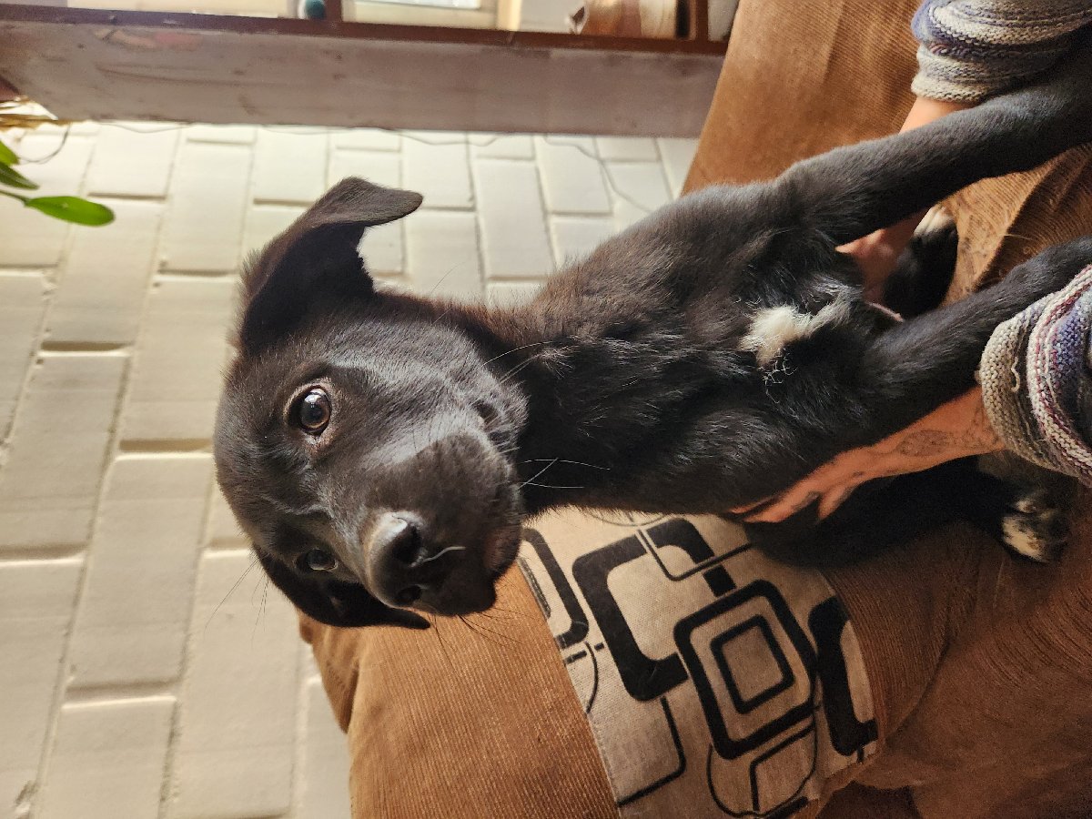 Foto de Perrito